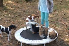 Welpenstunde005