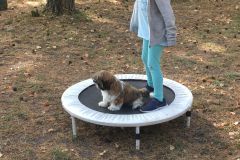 Welpenstunde004